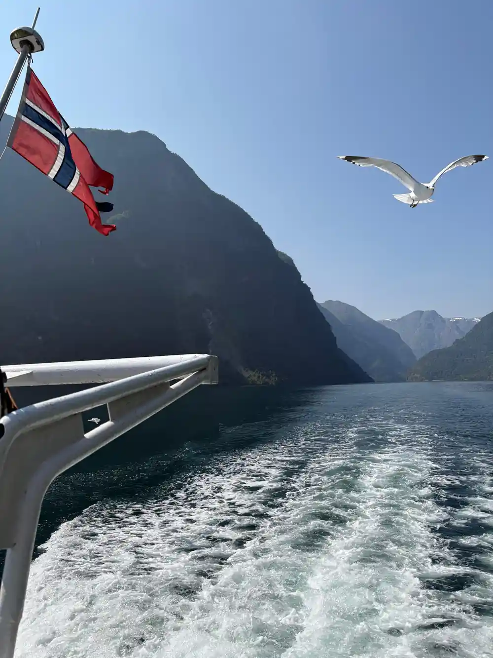 A gull over the boat wake with the flag and the fjord walls