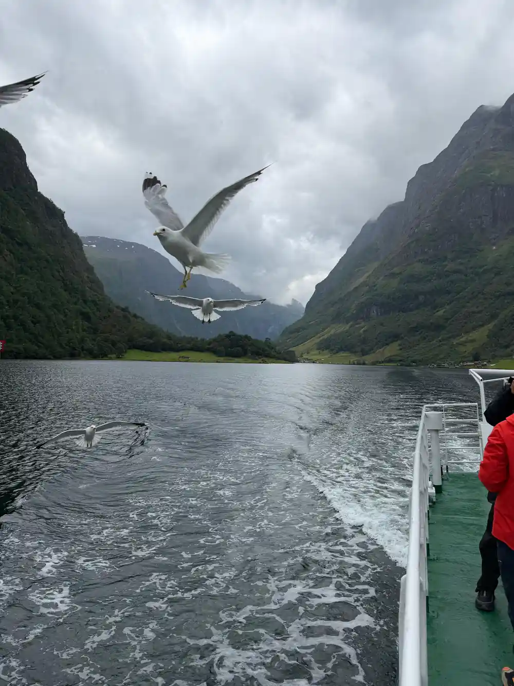 Gulls following the boat with the fjord walls behind