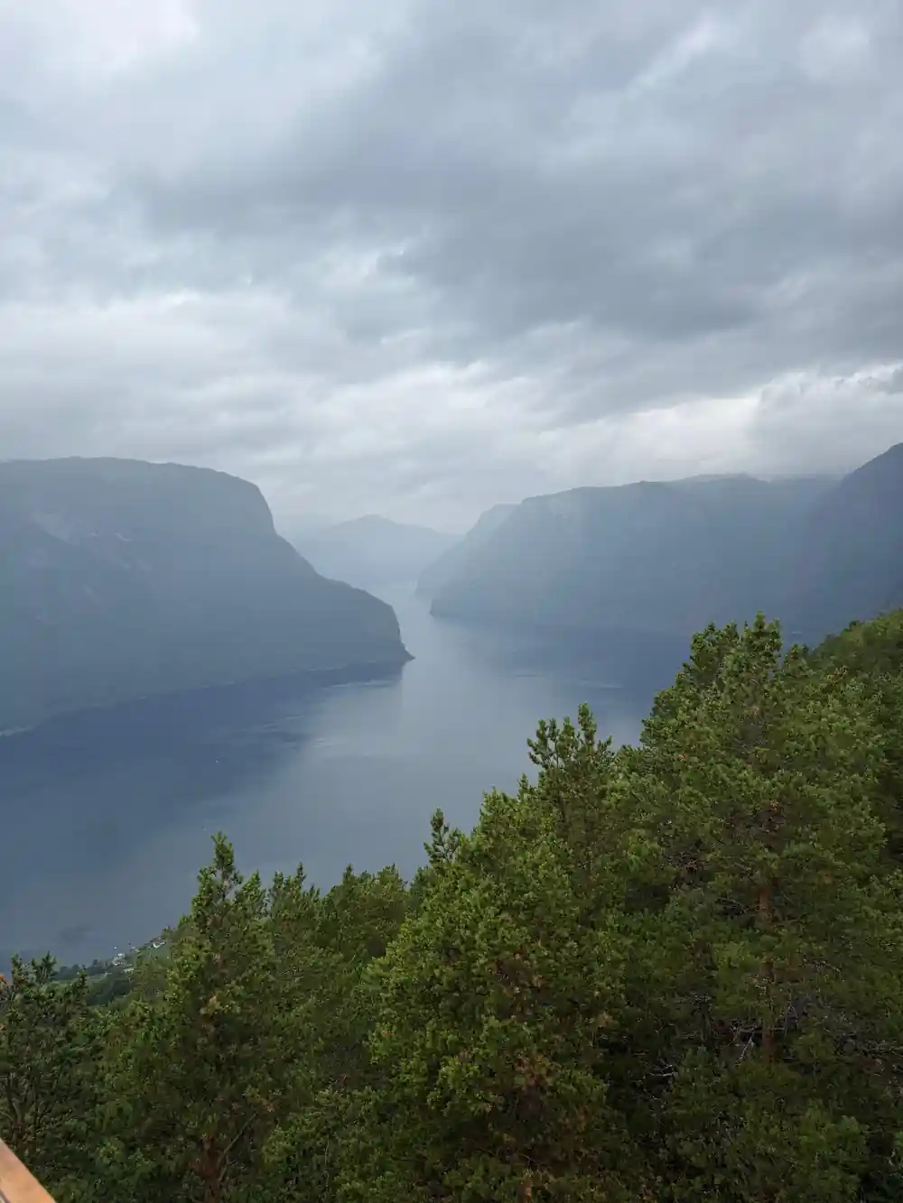 A pale fjord in mist seen through trees from high ground